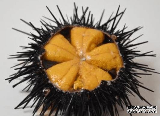 樣子很丑的4種海鮮，味道卻好到讓人“上癮”, 可惜識貨的人不多