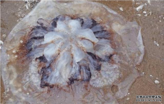 樣子很丑的4種海鮮，味道卻好到讓人“上癮”, 可惜識貨的人不多