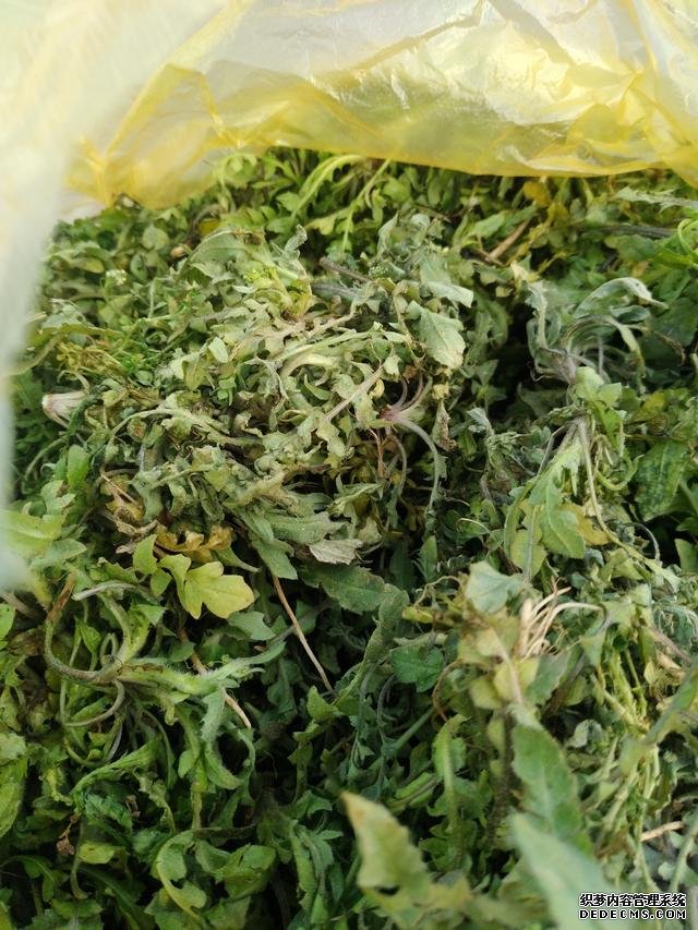 春分時(shí)節(jié)這菜要抓緊吃，再晚又得等1年，路邊隨處可見，營養(yǎng)豐富