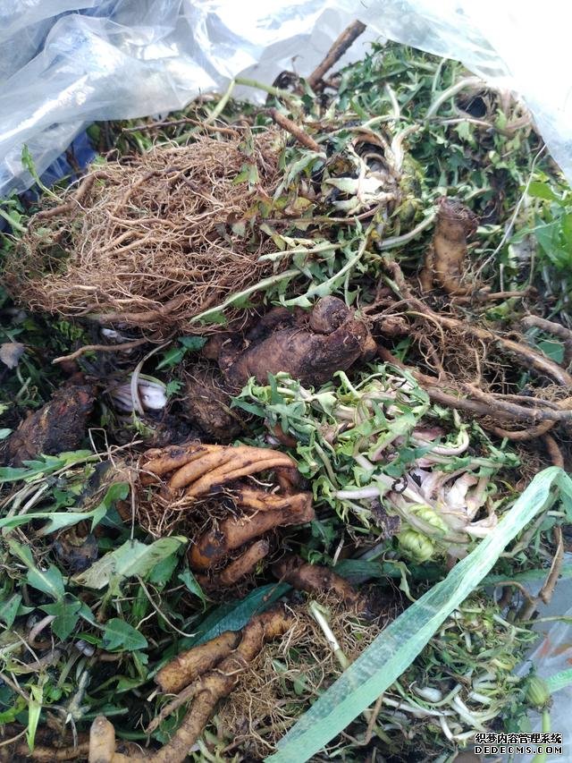 春分時(shí)節(jié)這菜要抓緊吃，再晚又得等1年，路邊隨處可見，營養(yǎng)豐富