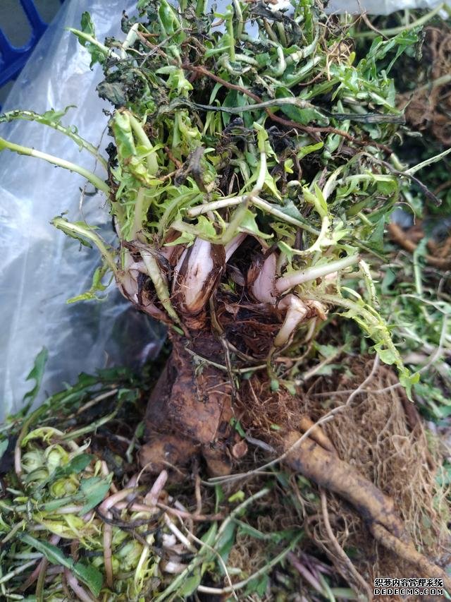 春分時(shí)節(jié)這菜要抓緊吃，再晚又得等1年，路邊隨處可見，營養(yǎng)豐富