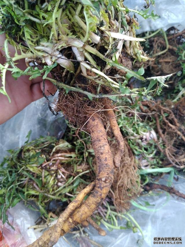 春分時(shí)節(jié)這菜要抓緊吃，再晚又得等1年，路邊隨處可見，營養(yǎng)豐富