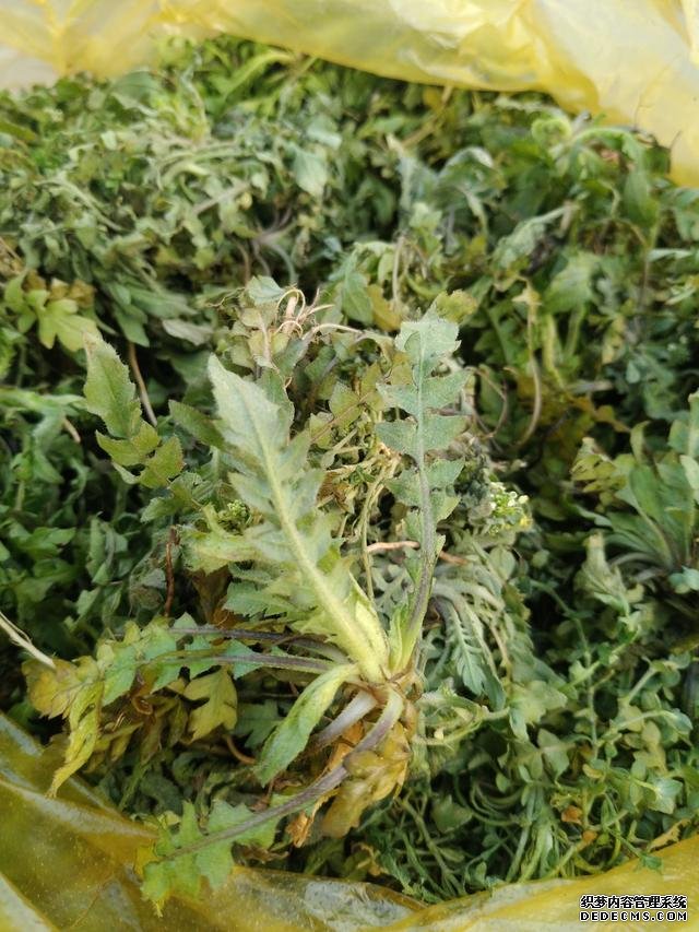 春分時(shí)節(jié)這菜要抓緊吃，再晚又得等1年，路邊隨處可見，營養(yǎng)豐富
