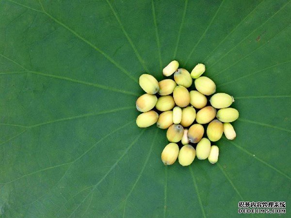 夏天的這種觀賞性植物，是肥胖人士，高血壓患者的食療佳品