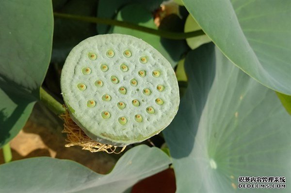 夏天的這種觀賞性植物，是肥胖人士，高血壓患者的食療佳品