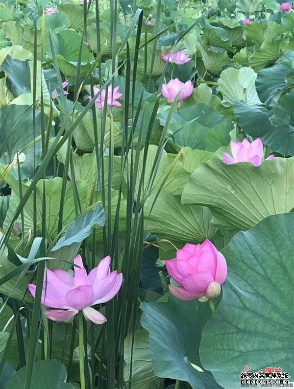夏天的這種觀賞性植物，是肥胖人士，高血壓患者的食療佳品