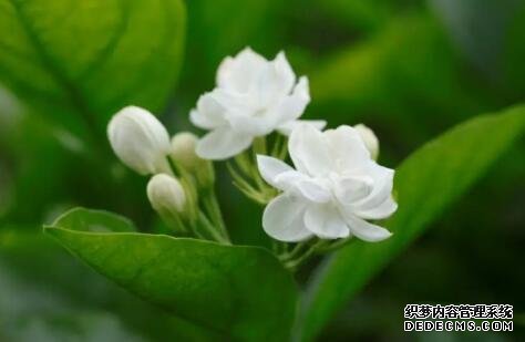 解暑還養(yǎng)生！這些適合夏季的花茶你知道嗎？