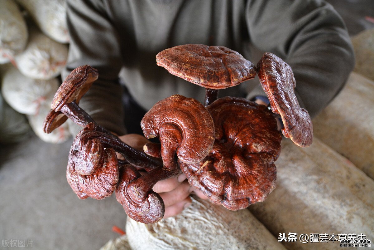 身體虛弱能長期和鹿角靈芝草泡水嗎？鹿角靈芝有啥禁忌？