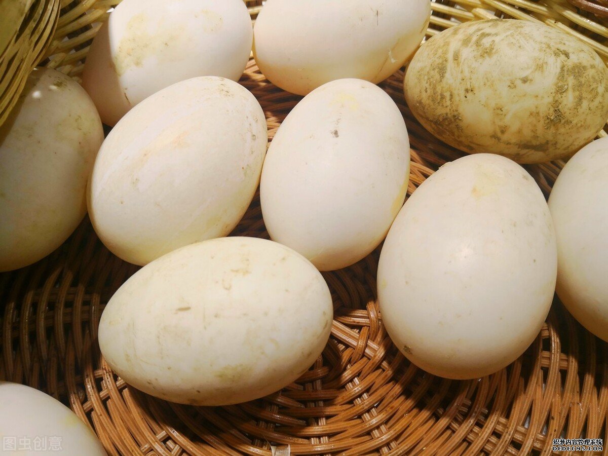 為什么鵝肉常見，但是鵝蛋卻很少見？鵝蛋的營養(yǎng)價值如何？