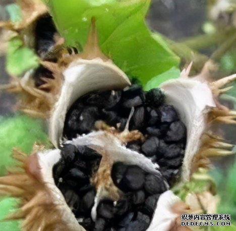 這些食物吃起來有風(fēng)險(xiǎn)，一定要當(dāng)心。