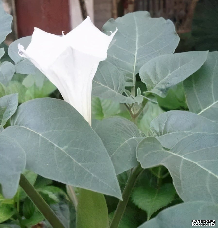這些食物吃起來有風(fēng)險(xiǎn)，一定要當(dāng)心。